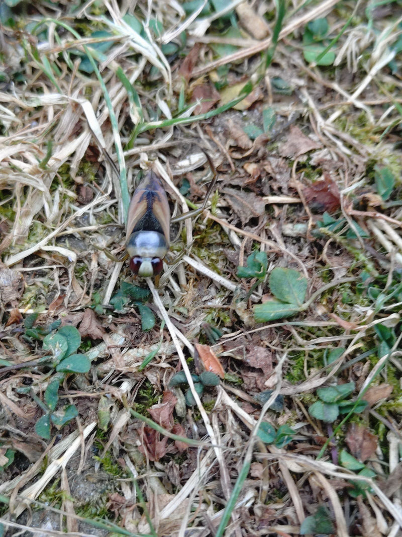 Dorso comune — foto 5 di 8