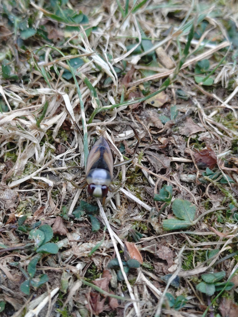 Dorso comune — foto 4 di 8