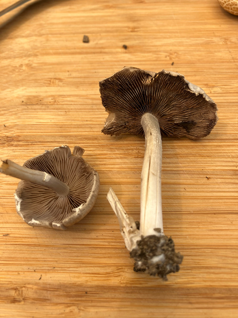 Redling comune — Bild 5