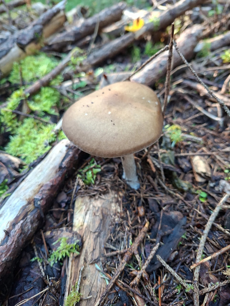 Un corpo fruttifero di Entoloma rhodopolium cresce sul terreno muschioso del bosco tra legno morto e aghi caduti.