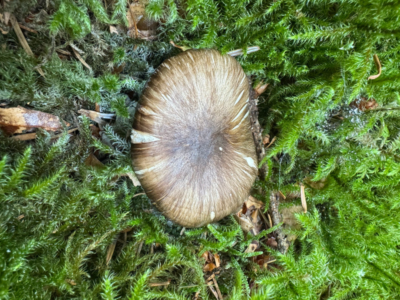 Il cappello di un Entoloma rhodopolium è visibile dall'alto in mezzo a un fitto muschio verde sul terreno della foresta.