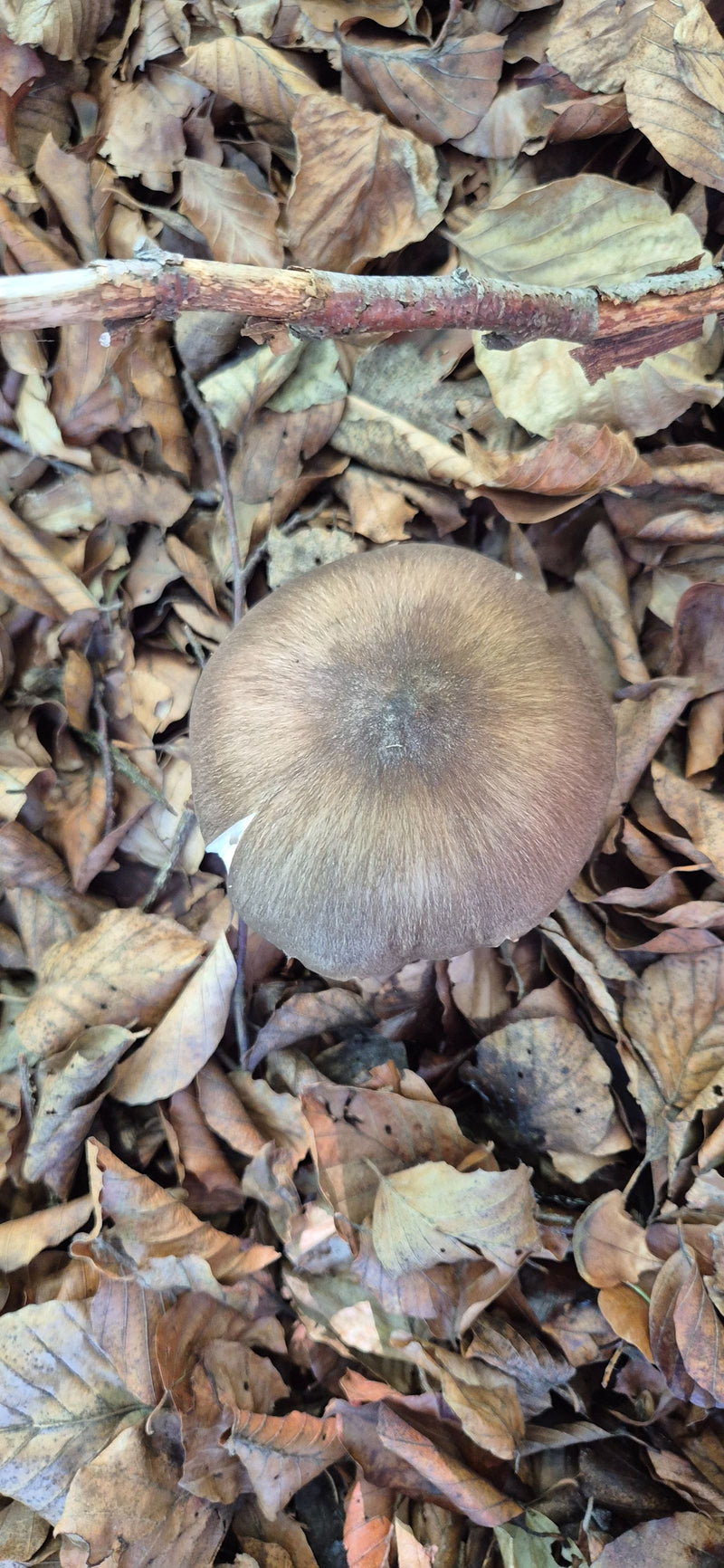Il cappello di un fungo cresce tra le foglie secche di faggio, ripreso dall'alto.