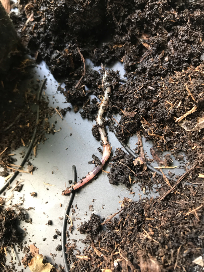 Lombrico comune — foto 5 di 18