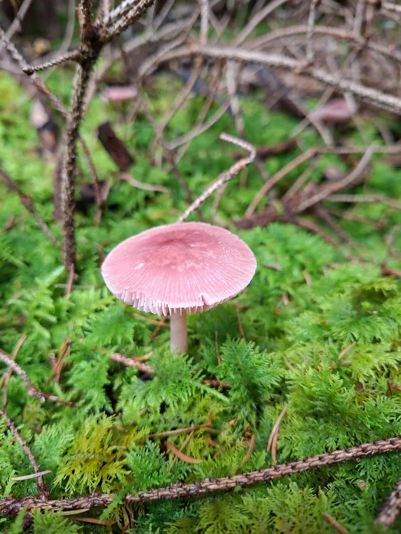 Una Mycena pura dal cappello rosato cresce tra il muschio verde del bosco.