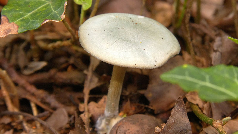 Un singolo corpo fruttifero di Mycena pura si erge sul terreno del bosco con un cappello caratteristico leggermente lucido e un gambo sottile. È circondato d...