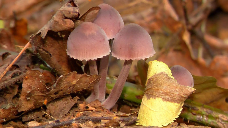 Un piccolo gruppo di funghi Mycena pura cresce tra le foglie secche autunnali sul terreno del bosco.