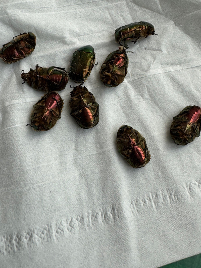 Scarabeo rosa — Bild 1