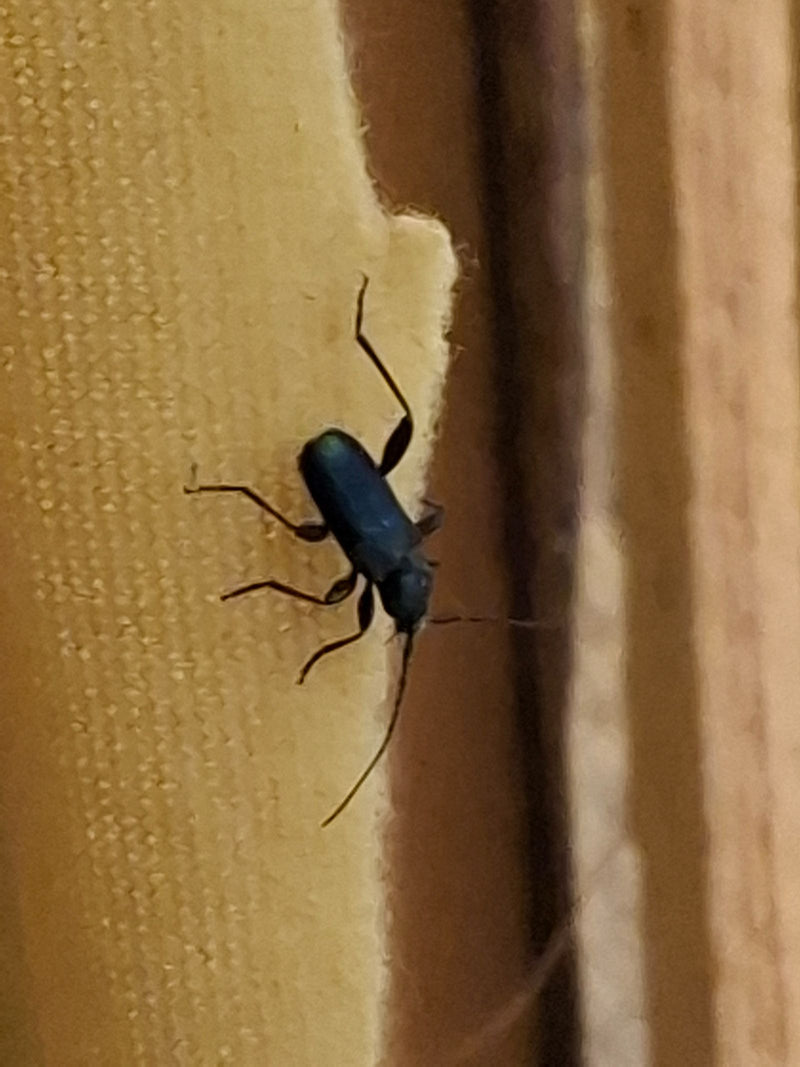 Scarabeo comune dalle corna lunghe — Bild 1