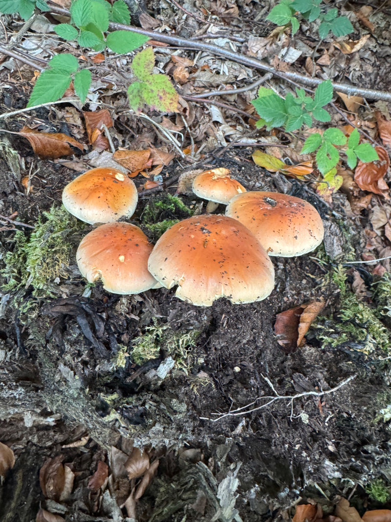 Un gruppo di funghi Hypholoma fasciculare cresce su legno in decomposizione nel sottobosco.