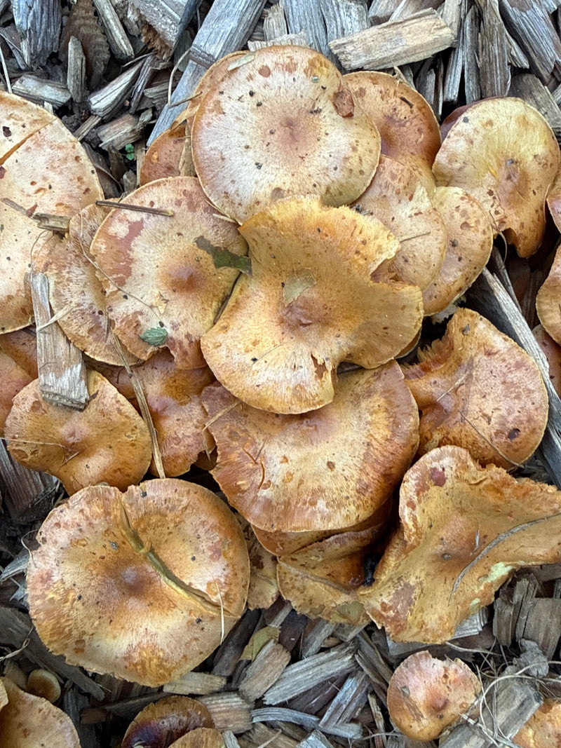 Un fitto gruppo di corpi fruttiferi di Hypholoma fasciculare cresce su corteccia e cippato, ripreso dall'alto.