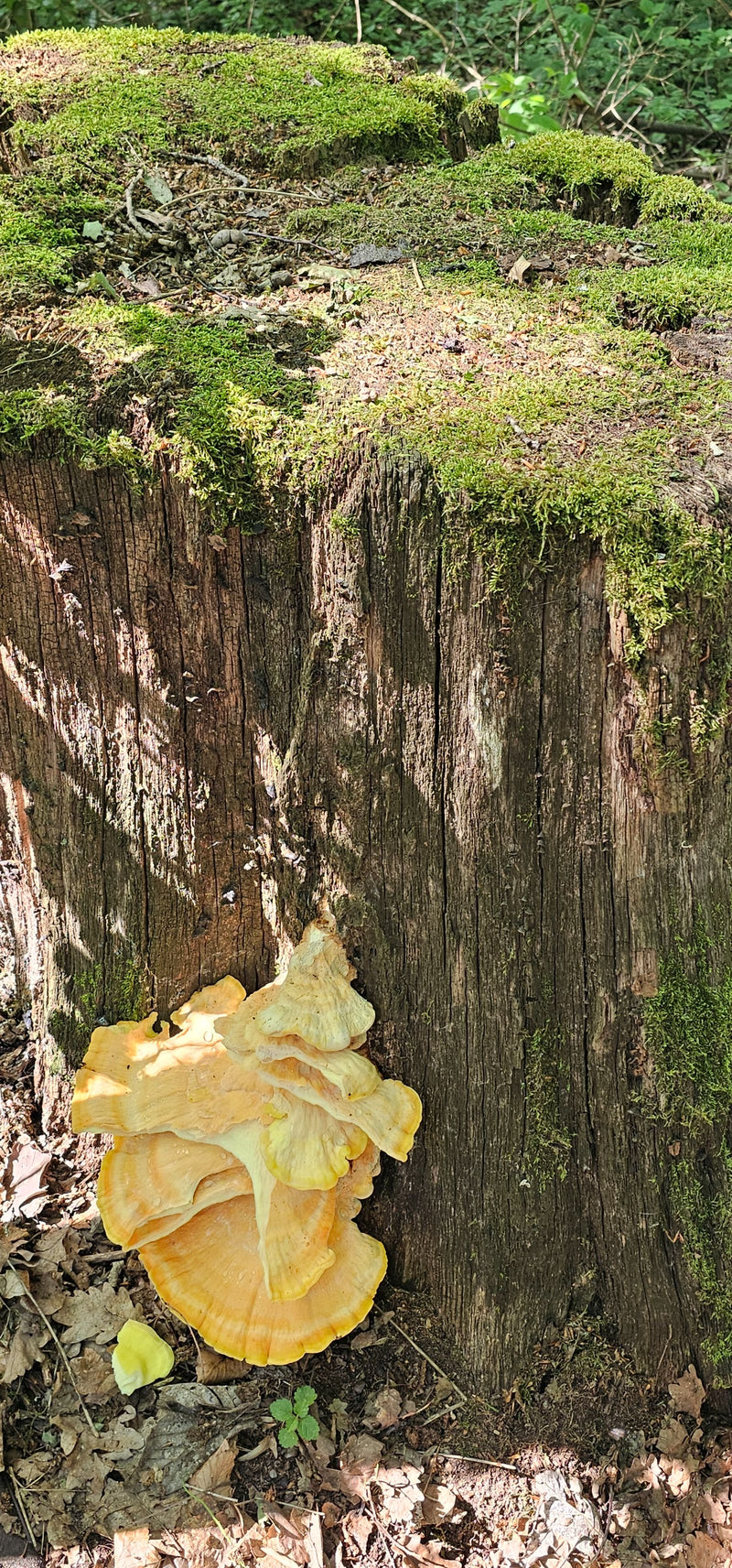 Porling di zolfo comune — Bild 1
