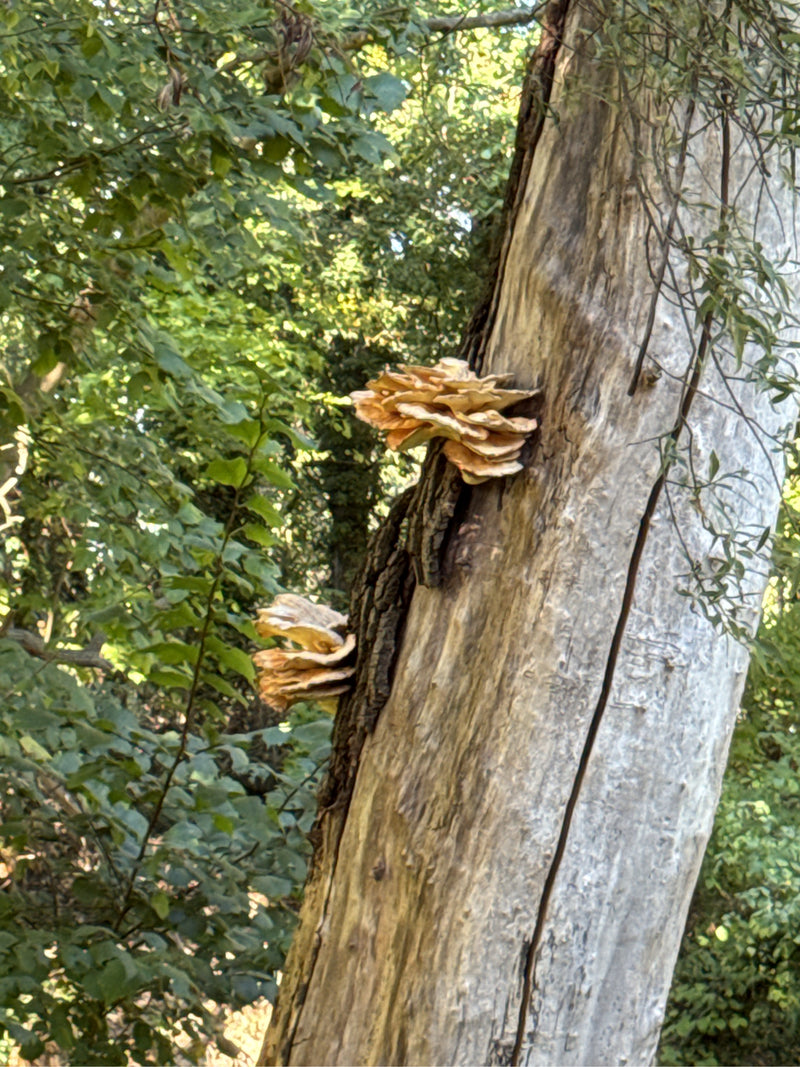 Due corpi fruttiferi a ventaglio di poliporo sulfureo crescono sul lato di un tronco d'albero eretto.
