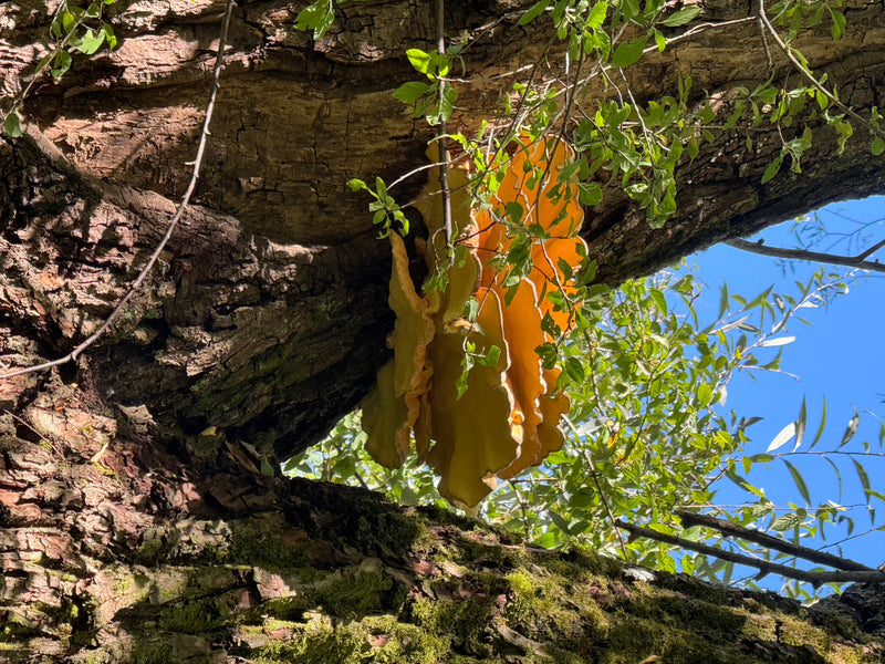 Un corpo fruttifero giallo-arancione brillante di poliporo sulfureo cresce sulla corteccia di un vecchio tronco d'albero. Sfondo con foglie verdi e cielo azz...