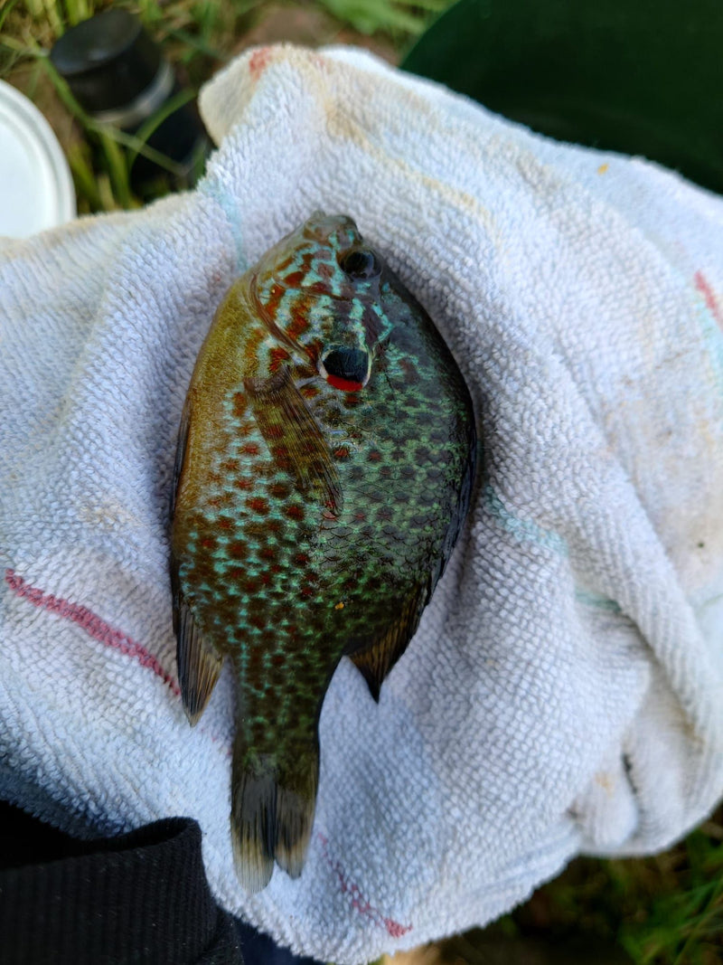 Pesce luna comune — Bild 3