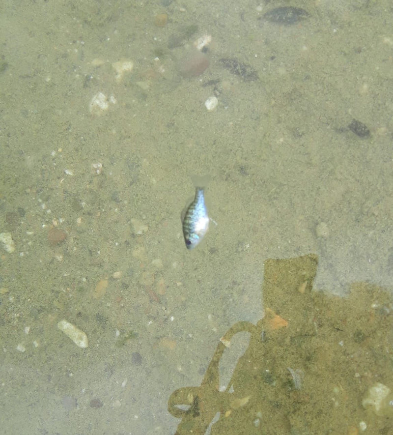 Pesce luna comune — Bild 1