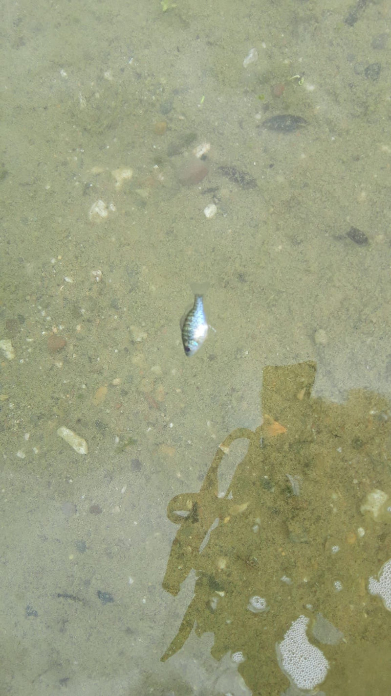 Pesce luna comune — Bild 2