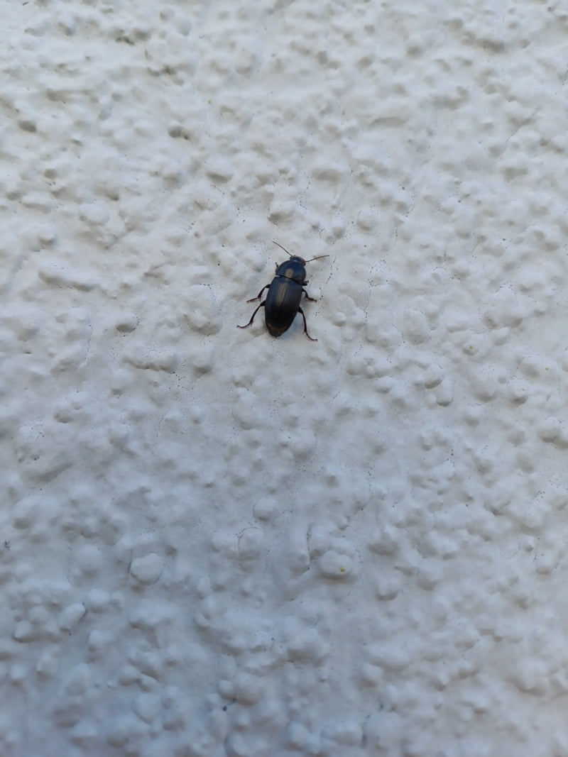 Scarabeo solare comune — Bild 2