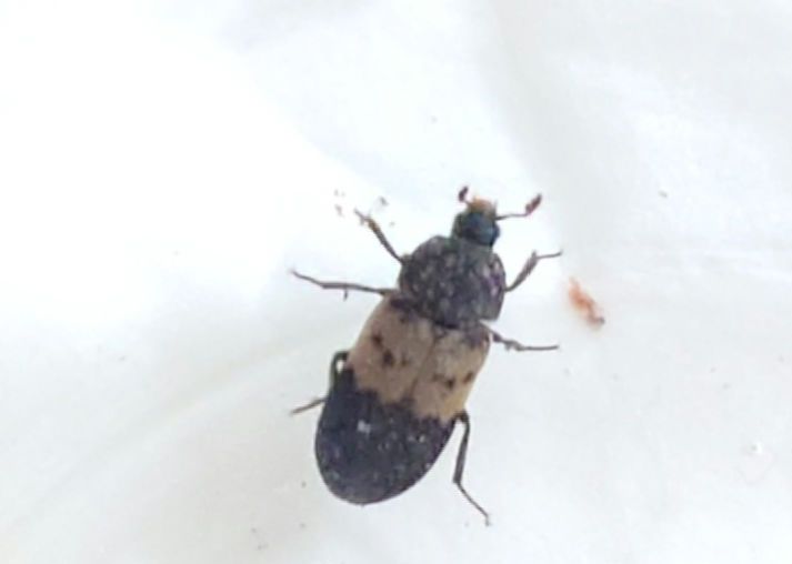 Scarabeo comune della pancetta — Bild 1
