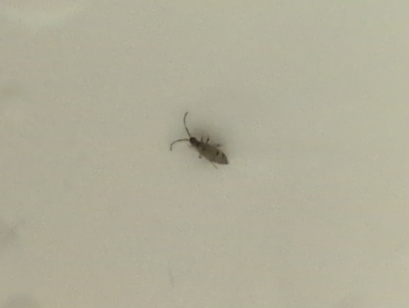 Collembolo comune — Bild 2