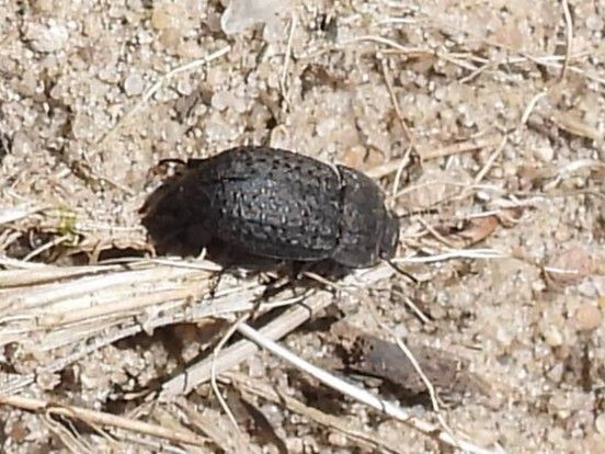 Scarabeo comune della polvere — Bild 2