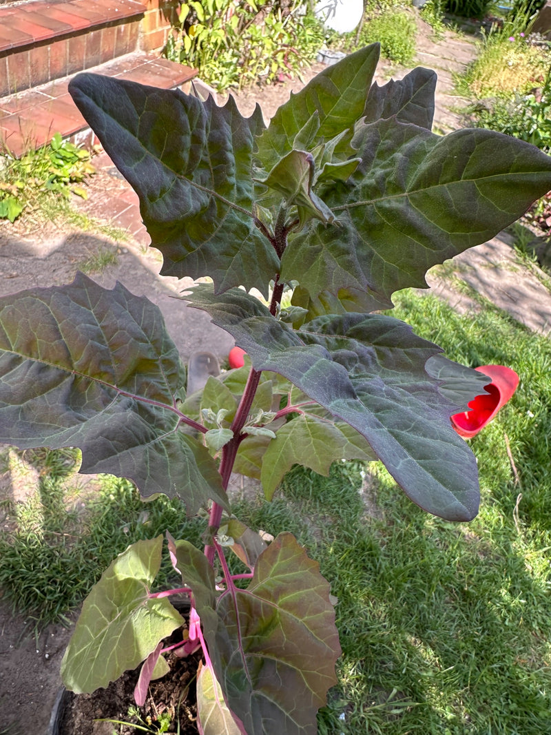 Gemeiner Stechapfel — Bild 1