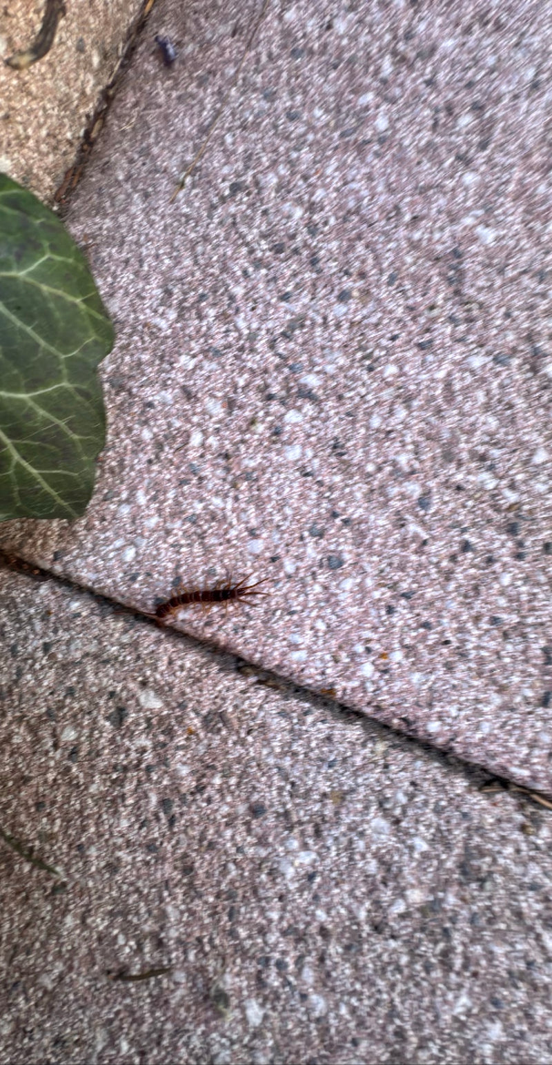 Stonecreeper comune — Bild 1