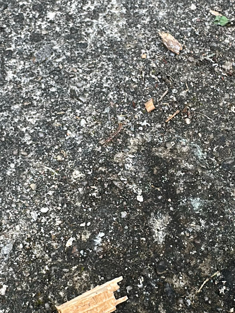 Un centopiedi comune cammina su un pavimento di pietra grigia. L'animale appare piuttosto piccolo a causa della distanza.