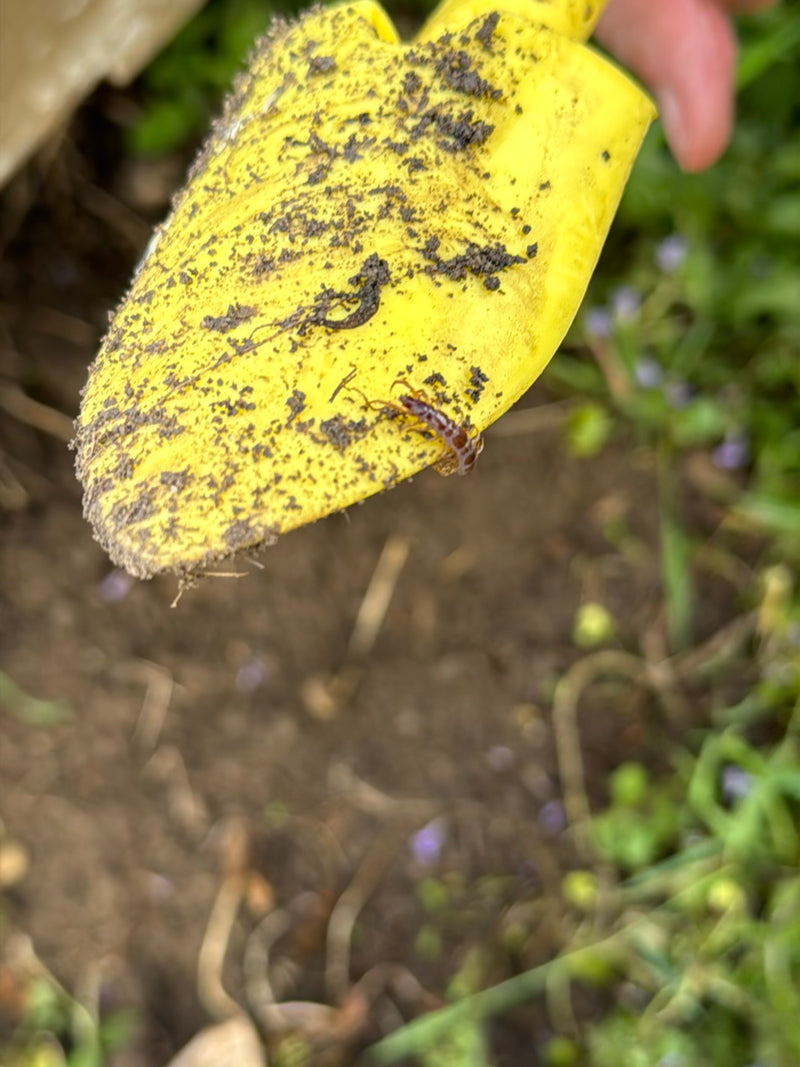 Un litobio comune sta camminando su una cazzuola da giardino gialla e sporca. Sfondo di terra scura e vegetazione.