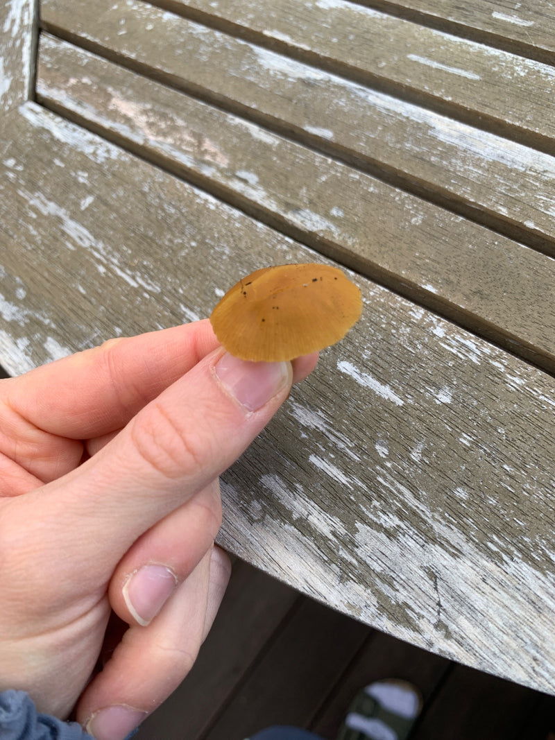 Un piccolo cappello di fungo brunastro è tenuto tra le dita sopra un tavolo di legno.