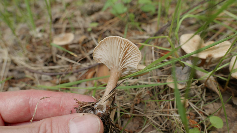 Cotoletta a tromba comune — foto 5 di 15