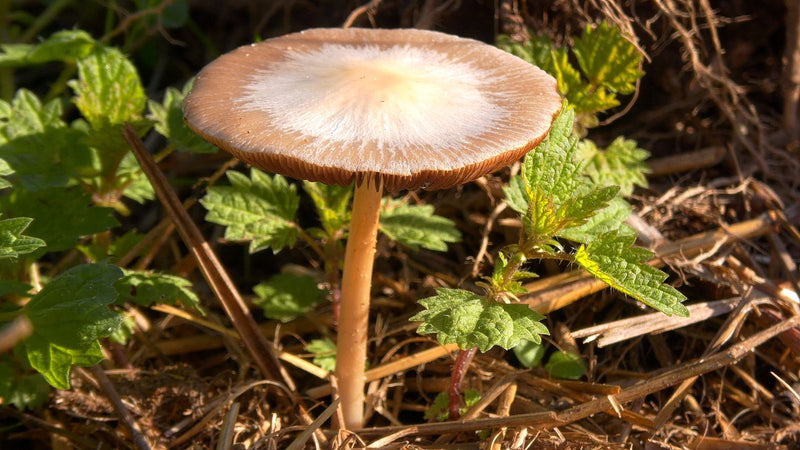 Una Tubaria furfuracea cresce sul terreno tra l'erba secca e le piante verdi. Il cappello brunastro del fungo è nettamente più chiaro al centro.