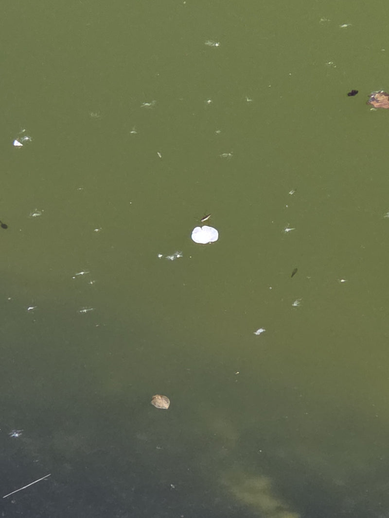 Strider acquatico comune — Bild 2