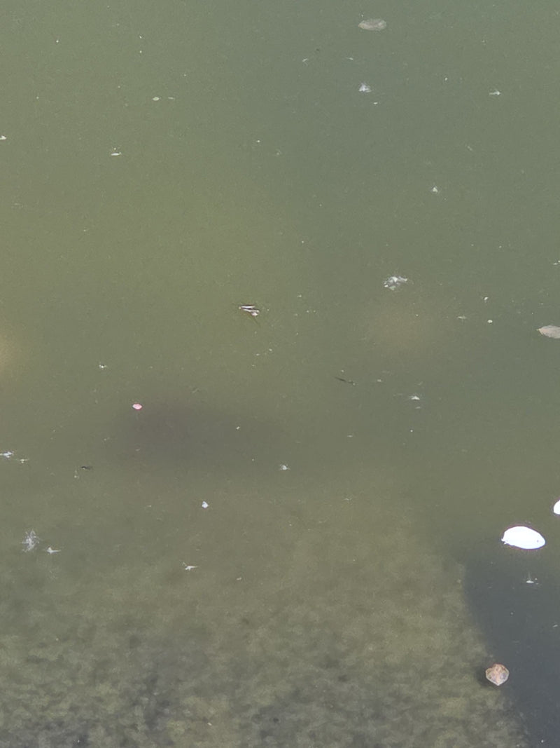 Strider acquatico comune — Bild 1