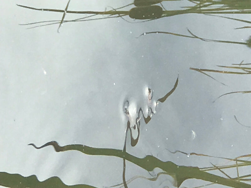 Un gerride comune si trova sulla superficie dell'acqua, con le zampe che creano lievi depressioni. Sullo sfondo sono visibili i riflessi della vegetazione ri...