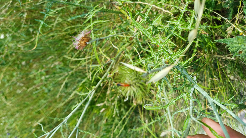 Un cantaride comune è seduto su un cardo verde in un ambiente di prato. Il soggetto è piuttosto piccolo e poco nitido.