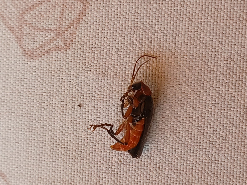 Un teleforo comune si trova sdraiato sulla schiena su un tessuto chiaro. L'insetto è chiaramente riconoscibile.