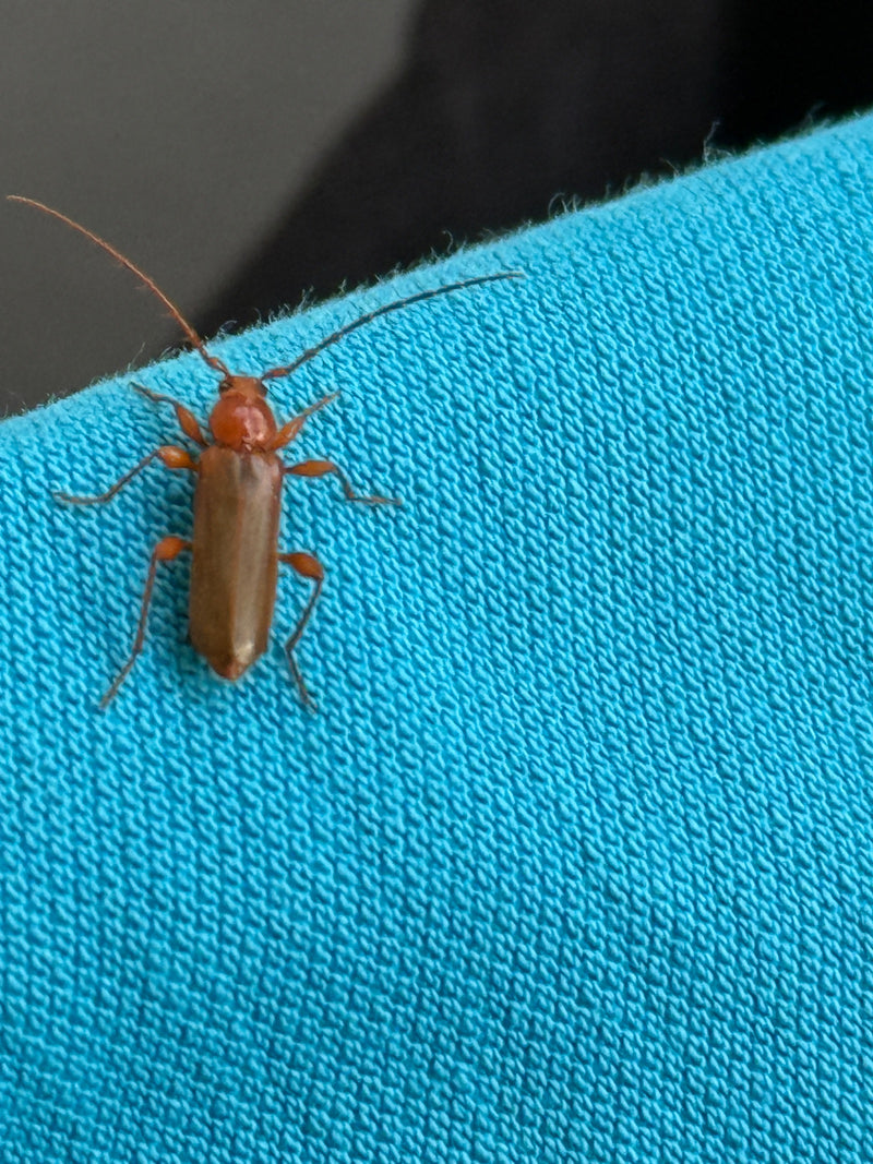 Un teleforo comune è posizionato su un tessuto blu, visto dall'alto. Le sue elitre bruno-rosse e la testa arancione sono chiaramente visibili.