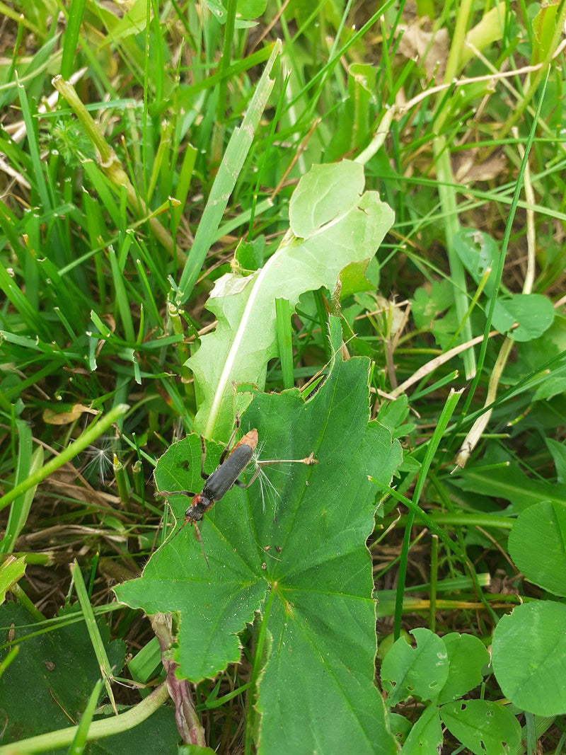 Scarabeo molle comune — foto 4 di 10