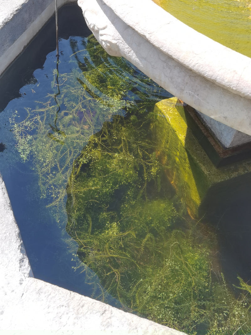 Hornfoglia comune — Bild 1