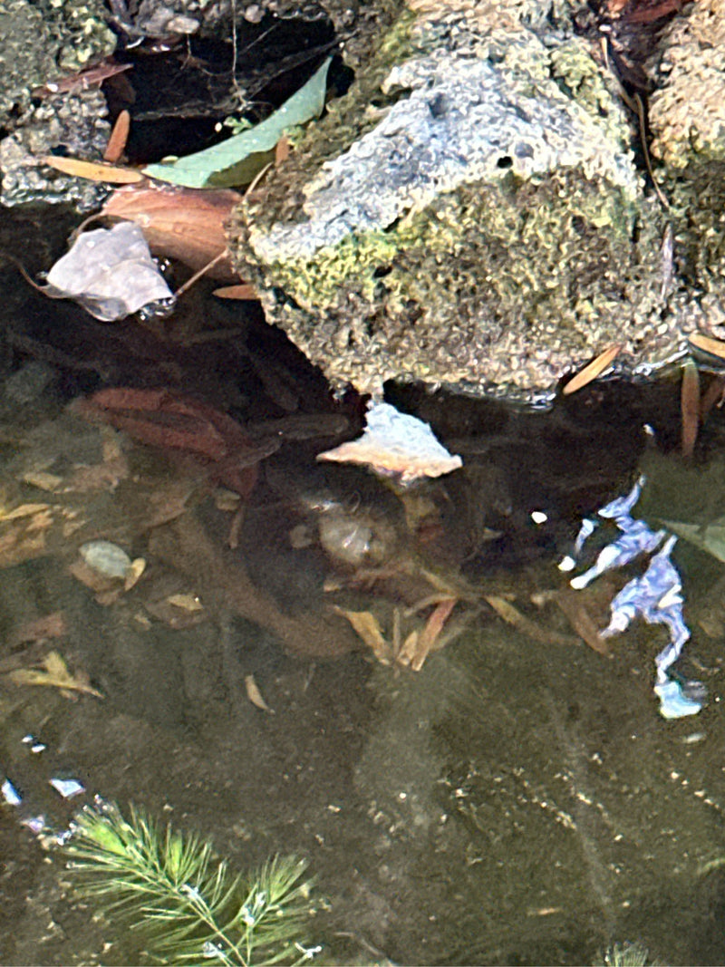 Hornfoglia comune — foto 2 di 3
