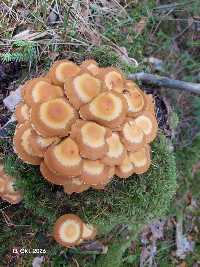 Un fitto cespo di famigliole cangianti cresce su un ceppo d'albero coperto di muschio.