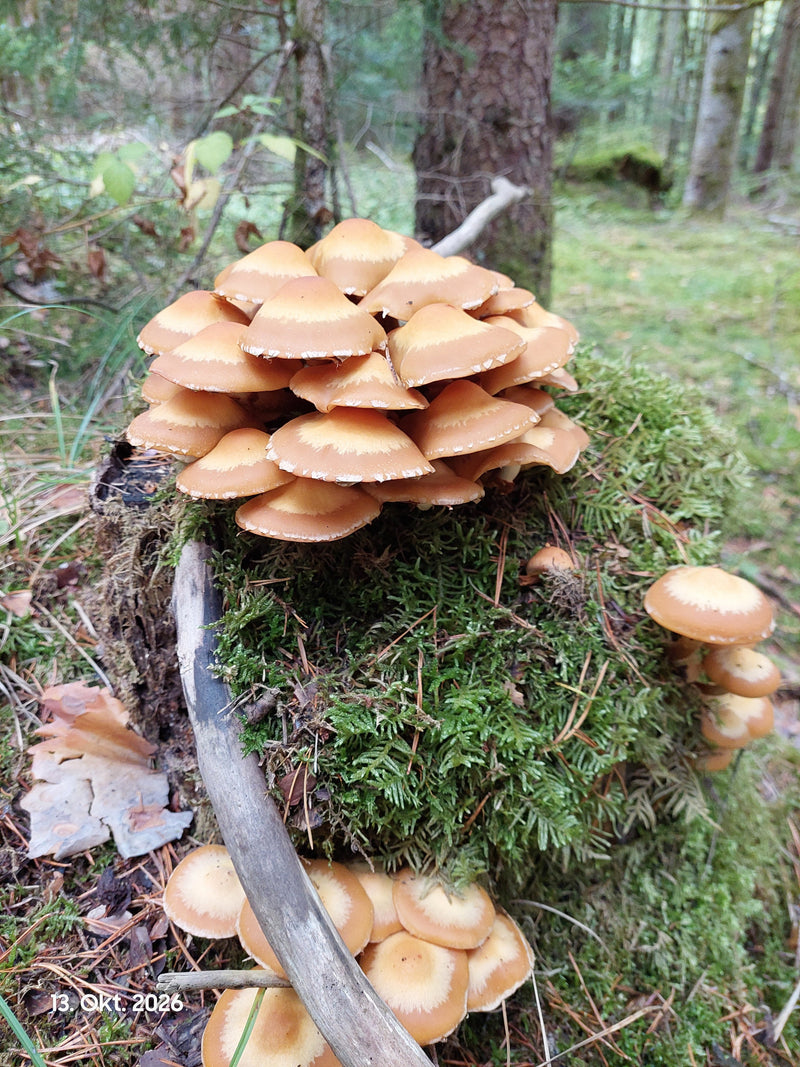 Un fitto cespo di famigliole gialle cresce su un ceppo d'albero coperto di muschio nel bosco.