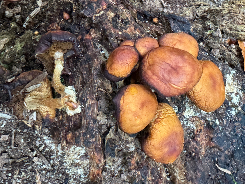 Comune spugna a bastoncino — foto 3 di 12