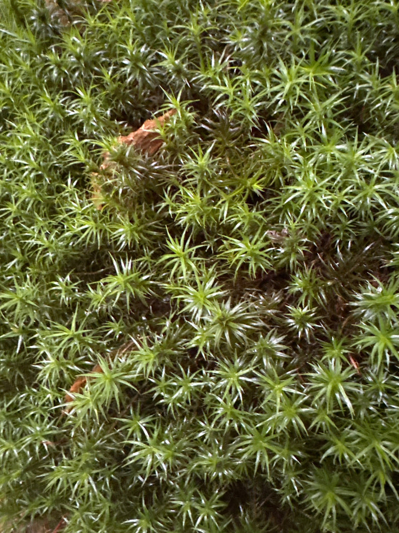 Un fitto cuscinetto di politrico comune cresce sul terreno boschivo. Le foglioline appuntite a forma di stella sono chiaramente visibili.