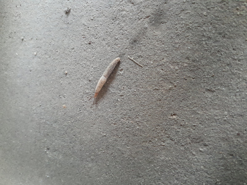 Un limaccia delle campagne striscia lentamente su un pavimento di cemento grezzo e grigio. La foto mostra l'animale dall'alto.