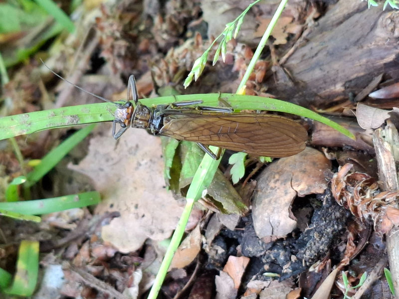 Grande mosca di pietra — Bild 2