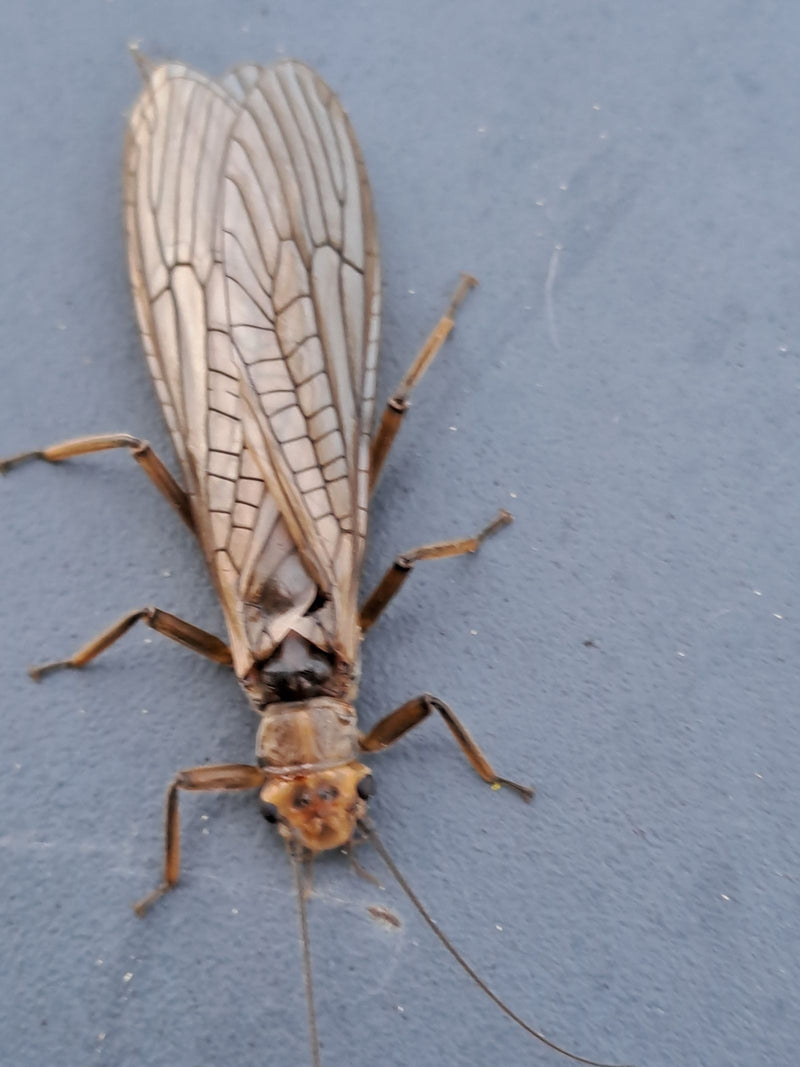 Grande mosca di pietra — Bild 1