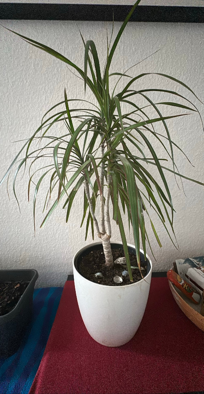 Albero del drago bordato — Bild 1