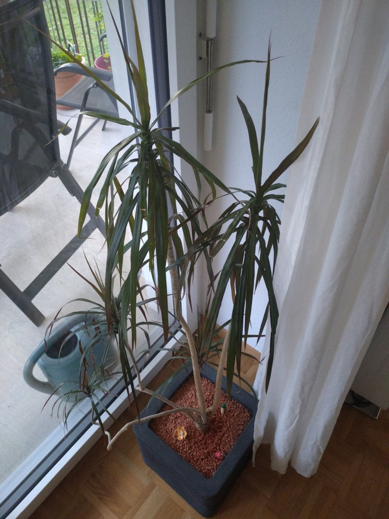 Si vede un albero del drago di Madagascar in un vaso quadrato davanti a una finestra. La pianta ha diversi fusti ramificati con caratteristiche foglie strett...
