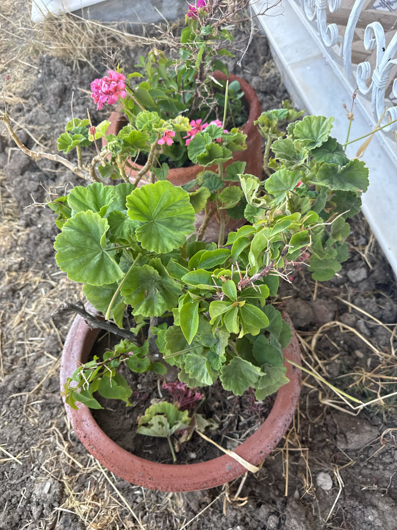 Si vedono due gerani in vasi di terracotta sul terreno. Le piante mostrano le loro tipiche foglie rotonde e alcuni fiori rosa.